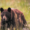 Bear A’ttacks School Group in Canada, 11 Inj’ured