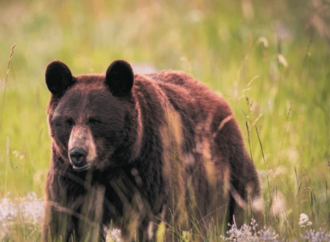 Bear A’ttacks School Group in Canada, 11 Inj’ured