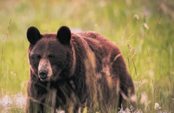 Bear A’ttacks School Group in Canada, 11 Inj’ured
