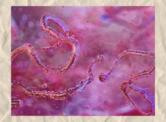 Marburg virus detected for the first time in Ethiopia