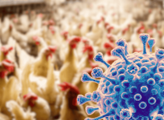 করোনার চেয়ে মারাত্মক মহামারি ডেকে আনতে পারে বার্ড ফ্লুর মিউটেশন 