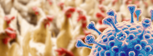 করোনার চেয়ে মারাত্মক মহামারি ডেকে আনতে পারে বার্ড ফ্লুর মিউটেশন 