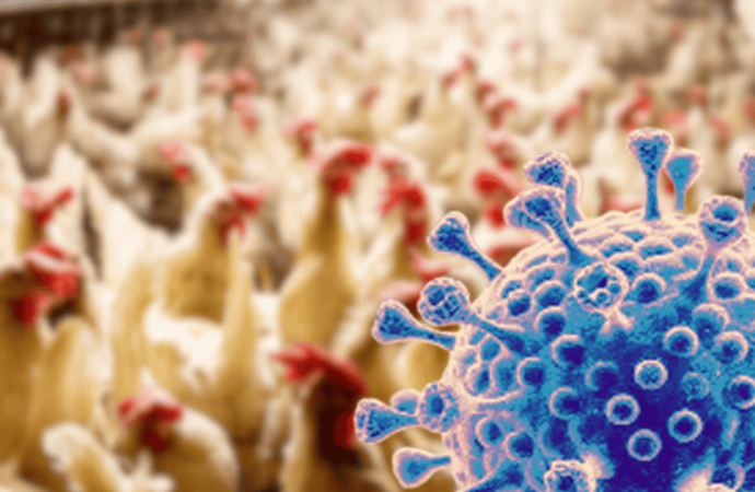 করোনার চেয়ে মারাত্মক মহামারি ডেকে আনতে পারে বার্ড ফ্লুর মিউটেশন