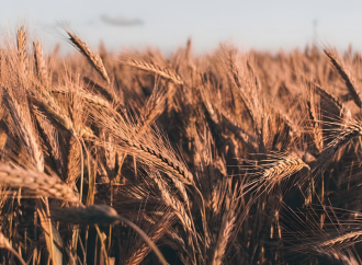 খাদ্য নিরাপত্তা নিশ্চিতে যুক্তরাষ্ট্র থেকে ৭ লাখ মেট্রিক টন গম কিনবে বাংলাদেশ