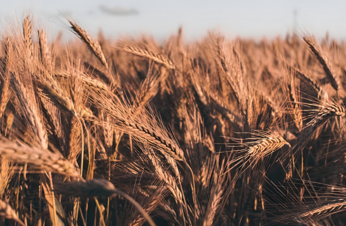 খাদ্য নিরাপত্তা নিশ্চিতে যুক্তরাষ্ট্র থেকে ৭ লাখ মেট্রিক টন গম কিনবে বাংলাদেশ