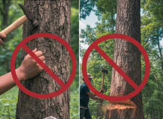 বৃক্ষ রক্ষায় কঠোর অধ্যাদেশ জারি: পেরেক মারলে ২০ হাজার ও গাছ কাটলে ১ লাখ টাকা জরিমানা