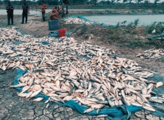 সাতক্ষীরায় মৎস্য ঘেরে বিষ প্রয়োগে লাখ টাকার মাছ নিধনের অভিযোগ