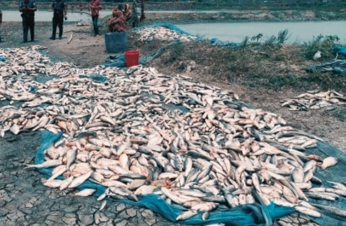 সাতক্ষীরায় মৎস্য ঘেরে বিষ প্রয়োগে লাখ টাকার মাছ নিধনের অভিযোগ