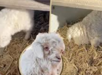 ক্রেতা দেখলেই ‘মরার ভান’ করে চীনের বুদ্ধিমান ভেড়া, দাম উঠল ২৩ লক্ষ টাকা!