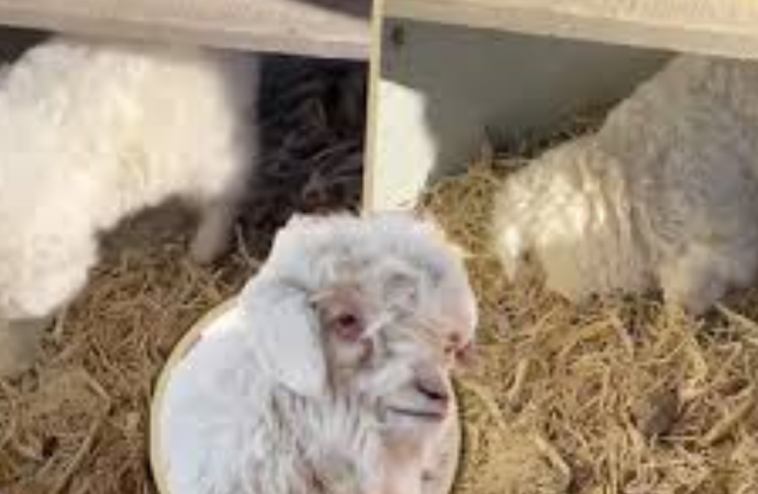 ক্রেতা দেখলেই ‘মরার ভান’ করে চীনের বুদ্ধিমান ভেড়া, দাম উঠল ২৩ লক্ষ টাকা!