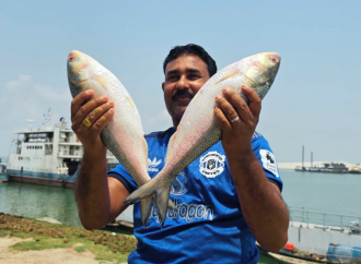 রাজবাড়ীতে পদ্মার এক ইলিশ বিক্রি হলো ১০ হাজার টাকায়; বাজারে উৎসুক মানুষের ভিড়