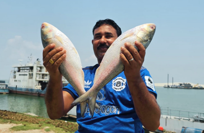 রাজবাড়ীতে পদ্মার এক ইলিশ বিক্রি হলো ১০ হাজার টাকায়; বাজারে উৎসুক মানুষের ভিড়