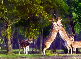 আজ ১৪ ফেব্রুয়ারি ‘সুন্দরবন দিবস’: প্রকৃতিকে ভালোবাসার নতুন অঙ্গীকার