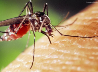 রাজধানী ঢাকায় মশার উপদ্রব রেকর্ড ছাড়িয়েছে; প্রতি ঘণ্টায় একজন মানুষকে লক্ষ্য করে কামড়াতে আসছে প্রায় ৭০০ মশা