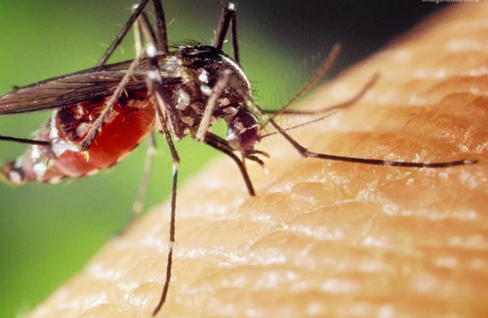 রাজধানী ঢাকায় মশার উপদ্রব রেকর্ড ছাড়িয়েছে; প্রতি ঘণ্টায় একজন মানুষকে লক্ষ্য করে কামড়াতে আসছে প্রায় ৭০০ মশা