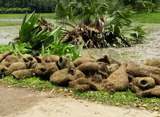 চট্টগ্রামের বোয়ালখালীতে ফসলের ক্ষতির অজুহাতে তালগাছে থাকা বাবুই পাখির বাসা ভেঙে অর্ধশতাধিক ছানা হত্যার দায়ে অভিযুক্ত বাচা মিয়াকে ৭ দিনের কারাদণ্ড ও ২০ হাজার টাকা জরিমানা করেছে ভ্রাম্যমাণ আদালত।
