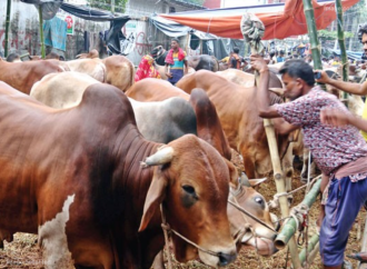 কোরবানির ঈদকে সামনে রেখে জমে উঠছে রাজধানীর পশুর হাট