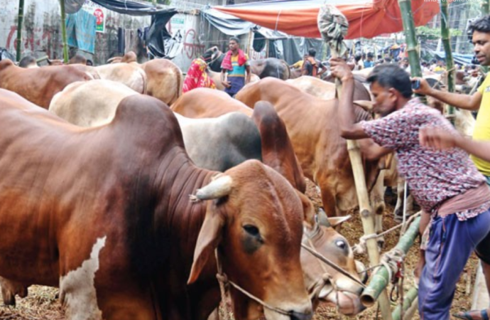 কোরবানির ঈদকে সামনে রেখে জমে উঠছে রাজধানীর পশুর হাট