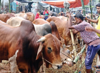 রাজধানীতে জমে উঠেছে কোরবানির পশুর হাট; ক্রেতাদের পছন্দের শীর্ষে দেশি মাঝারি গরু