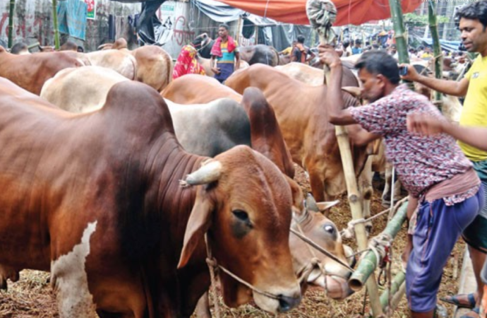 রাজধানীতে জমে উঠেছে কোরবানির পশুর হাট; ক্রেতাদের পছন্দের শীর্ষে দেশি মাঝারি গরু