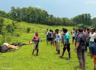 প্রাকৃতিক দুর্যোগের নিষ্ঠুর আঘাত: মৌলভীবাজারে বজ্রপাতে ১৪টি গবাদিপশুর মৃত্যু, বিপন্ন চা শ্রমিকদের জীবিকা