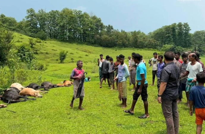 প্রাকৃতিক দুর্যোগের নিষ্ঠুর আঘাত: মৌলভীবাজারে বজ্রপাতে ১৪টি গবাদিপশুর মৃত্যু, বিপন্ন চা শ্রমিকদের জীবিকা