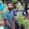 ভোলার বোরহানউদ্দিনে বাথরুমের ছাদে টবে গাঁজা চাষ: বরখাস্তকৃত পুলিশ কনস্টেবল ৩টি গাঁজা গাছসহ গ্রেপ্তার