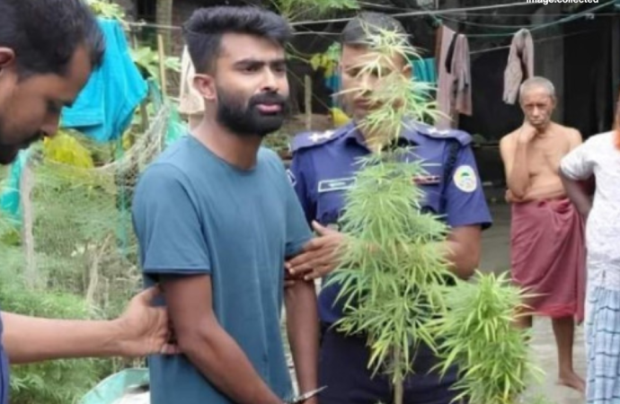 ভোলার বোরহানউদ্দিনে বাথরুমের ছাদে টবে গাঁজা চাষ: বরখাস্তকৃত পুলিশ কনস্টেবল ৩টি গাঁজা গাছসহ গ্রেপ্তার