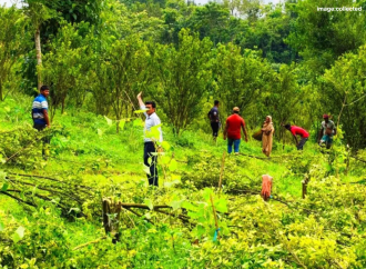 মাসোহারা না দেওয়ায় ১২০০ কমলা গাছ কাটার অভিযোগ! গণমাধ্যমে খবর প্রকাশের পর ৩ সদস্যের তদন্ত কমিটি গঠন