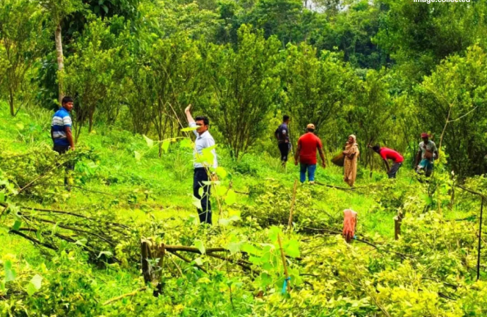 মাসোহারা না দেওয়ায় ১২০০ কমলা গাছ কাটার অভিযোগ! গণমাধ্যমে খবর প্রকাশের পর ৩ সদস্যের তদন্ত কমিটি গঠন