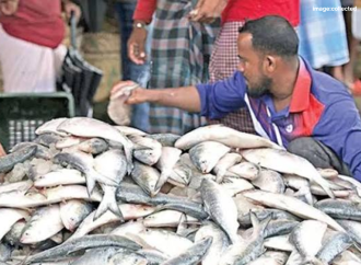 চাঁদপুরে ভরা মৌসুমেও মিলছে না কাঙ্ক্ষিত ইলিশ: ঘাটে তীব্র সংকট, কেজি ছুঁয়েছে তিন হাজার টাকা