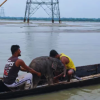 পশ্চিমবঙ্গের তিস্তা নদীর তীব্র স্রোতে ভেসে যাওয়া একটি হাতিশাবককে নিজেদের জীবনের ঝুঁকি নিয়ে প্রায় ৩ কিলোমিটার ধাওয়া করে সফলভাবে উদ্ধার করলেন দুই সাহসী জেলে
