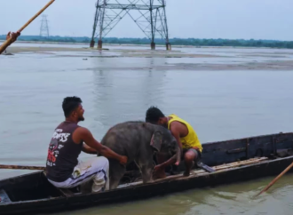 পশ্চিমবঙ্গের তিস্তা নদীর তীব্র স্রোতে ভেসে যাওয়া একটি হাতিশাবককে নিজেদের জীবনের ঝুঁকি নিয়ে প্রায় ৩ কিলোমিটার ধাওয়া করে সফলভাবে উদ্ধার করলেন দুই সাহসী জেলে