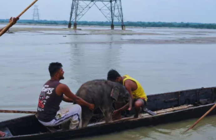 পশ্চিমবঙ্গের তিস্তা নদীর তীব্র স্রোতে ভেসে যাওয়া একটি হাতিশাবককে নিজেদের জীবনের ঝুঁকি নিয়ে প্রায় ৩ কিলোমিটার ধাওয়া করে সফলভাবে উদ্ধার করলেন দুই সাহসী জেলে